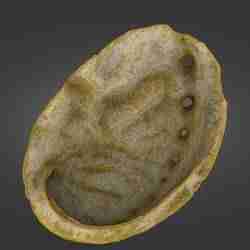 Abalone Shell — Laser-Scanned 3D Model (500k & 1.5M OBJ/STL) — Natural Perforations & Nacre Detail - By ScanPantry