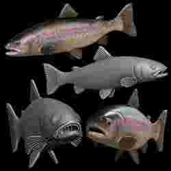 rainbow trout / Oncorhynchus mykiss open mouth fish model for 3D printing