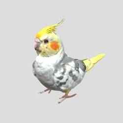 Cockatiel Bird