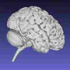 Brain with Cerebellum and Spinal Cord