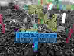 Doplo Danish Blocks Arrow Heart Star and Blank Tiles