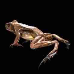 FROG AMPHIBIAN FROG Marsh Frog Kawamurai MKL FOSSIL ANATOMY GUTS INTESTINES INTERIOR STOMACH HEART OPEN HEAD BONES MUSCLES HANKS FROG TOAD AMPHIBIAN TADPOLE ANIMAL ANATOMY 3D MODEL WATER OCEAN RIVER H20