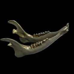 JAW MOUTH SKULL R TEETH SKELETON HUMAN DISSICATED MAN FOSSILIZED FOSSIL ANATOMY GUTS INTESTINES INSCLES HANKS LUNG TADPOLE WOMAN ANATOMY 3D MODEL INTESTINE BONE MUSCLE STOMACH HEAD BONES