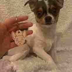 PET dog tag with ribbon for chihuahua dogs