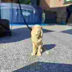 Regal Lion – King of the Jungle