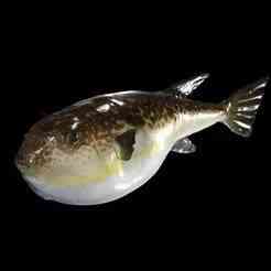 Yellow Fin Puffer CARP TUN GOLDFISH GOLD FISH GOLDEN ANATOMY CARP WATER RIVER OCEAN SEA FISHING ANIMAL CARP SALMON SHARK POKEMON