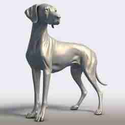 Vizsla Dog Statue - Hungarian Pointer Breed Model - Athletic Hunting Dog Sculpture