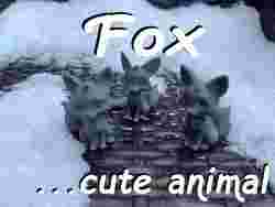 Sevimli Tilkiler, Tilki iki kuyruklu