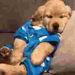 Suporte Alexa Echo Dot 4a e 5a Geração Baby Golden Retriever Sleeping on Pillow