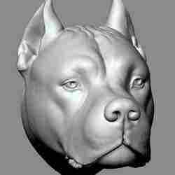 Dogo Argentino Head